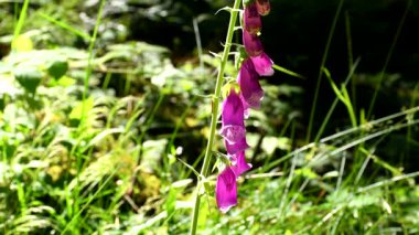 Almanya 'da yaz mevsiminde ormandaki yüksükotu çiçeği, şifalı bitki.