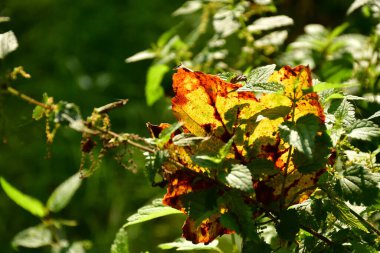 Arka ışıklandırmada ısırgan otları arasında sonbahar renkli akçaağaç yaprağı