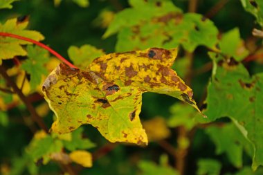 Akçaağaç yapraklarındaki ritizma aserinyum bitkisi patojeni