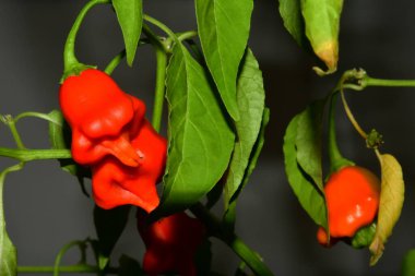 Piskoposlar bitkisinin üzerinde kırmızı biber taçlandırır
