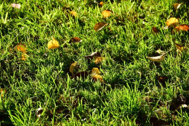 Sonbaharda düşen yapraklar yeşil bir çayırda