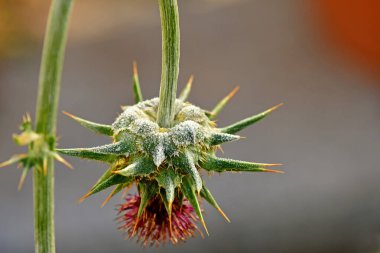 Marian devedikeni kışın donar