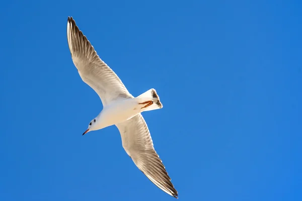 Black-headed gull flying — Stock Photo, Image