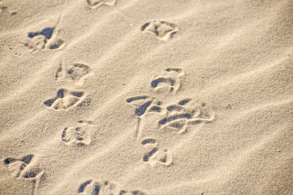 Gull tracks in sand — Stock Photo, Image