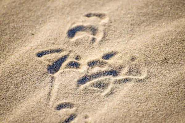 Gull tracks in sand — Stock Photo, Image