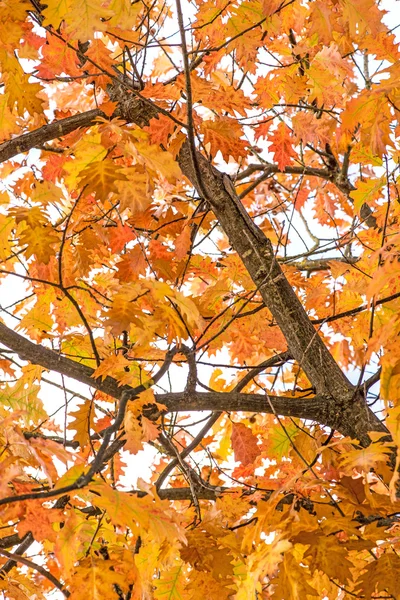 Tree in autumnal colors — Stock Photo, Image