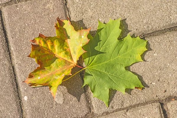 Jesienne liście malowane na ulicy — Zdjęcie stockowe