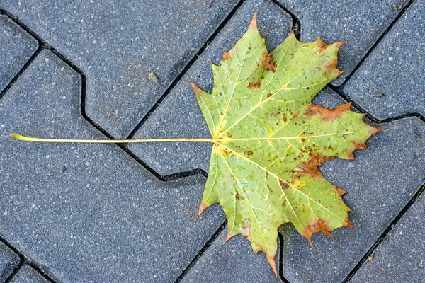 Herbstlich bemaltes Blatt auf einer Straße — Stockfoto