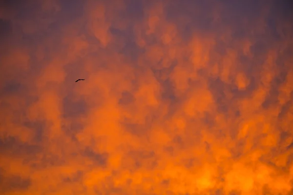 Cielo con nubes rojas durante el amanecer — Foto de Stock