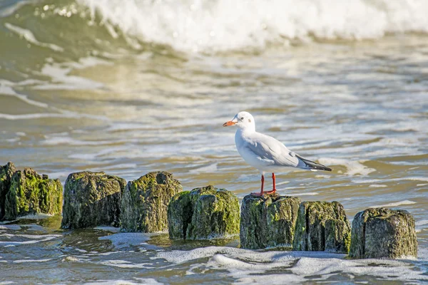 Gaviota de cabeza negra en Groynes en el Mar Báltico — Foto de Stock