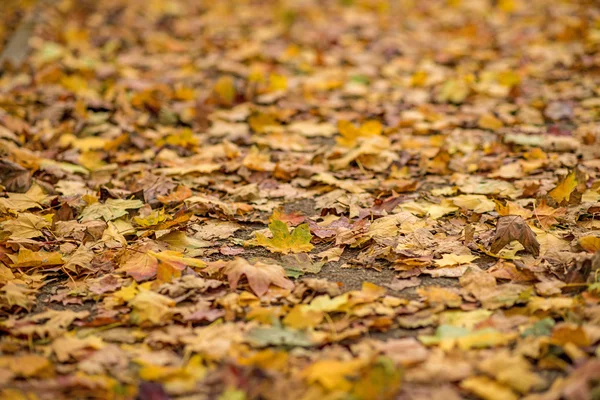 Folhas pintadas de outono — Fotografia de Stock