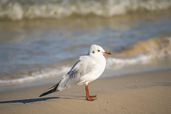 Gaviota negra en una playa del Mar Báltico — Foto de Stock