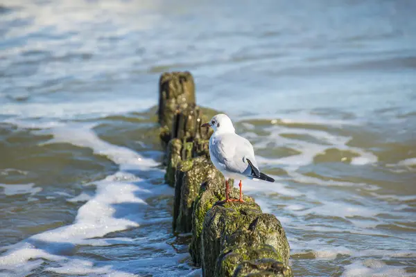 Gaviota de cabeza negra en Groynes en el Mar Báltico — Foto de Stock