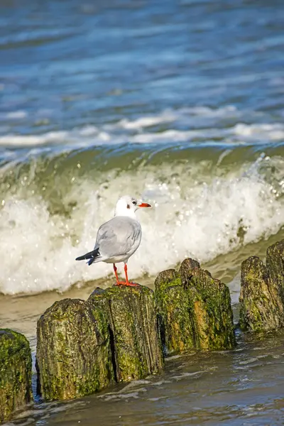 Schwarzkopfmöwe auf Groynes in der Ostsee — Stockfoto