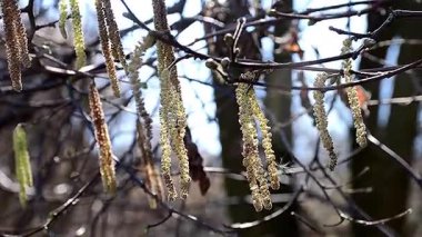Almanya'da ilkbaharda fındık çiçeği