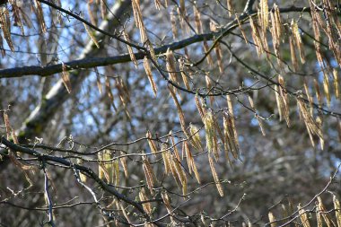 İlkbaharda yumuşak bir bahar esintisinde Almanya 'da fındık çiçeği açar