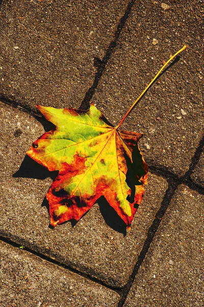 Herbstlich bemaltes Blatt auf einer Straße — Stockfoto