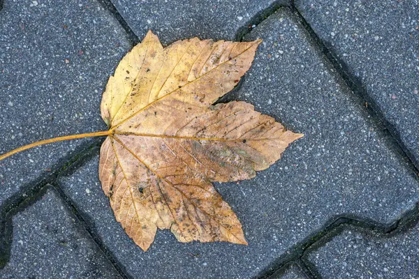 Herbstlich bemaltes Blatt auf einer Straße — Stockfoto