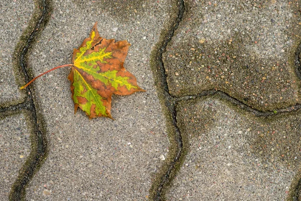 Herbstlich bemaltes Blatt auf einer Straße — Stockfoto