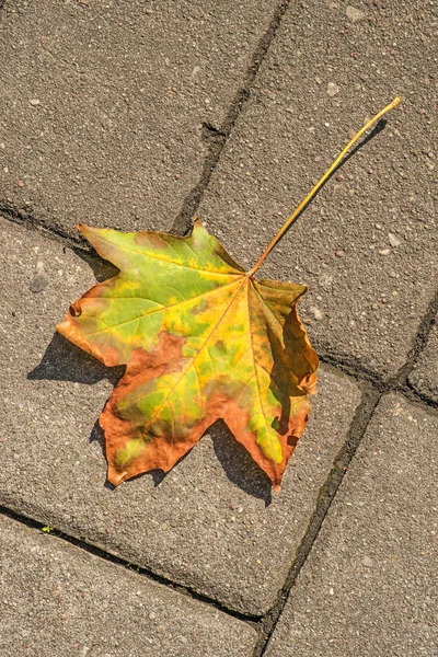 Jesienny liść malowane na ulicy — Zdjęcie stockowe