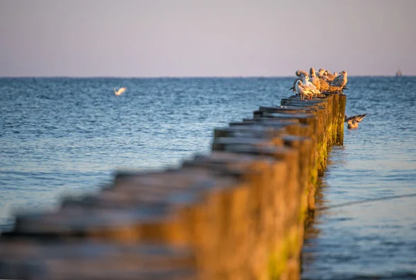 Чайки на пайнах в Балтийском море во время восхода солнца — стоковое фото