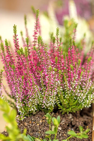 Erica Blume in rot und weiß — Stockfoto