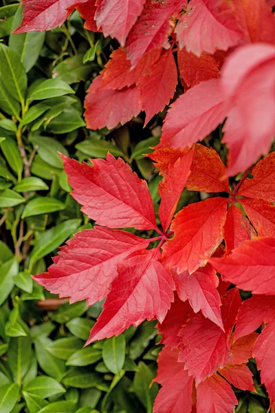 Herbstlich bemalte Blätter — Stockfoto