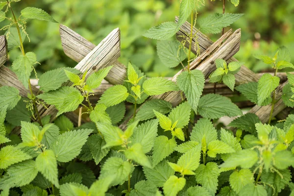 Stinging nettle at a wooden fence — Stock Photo, Image
