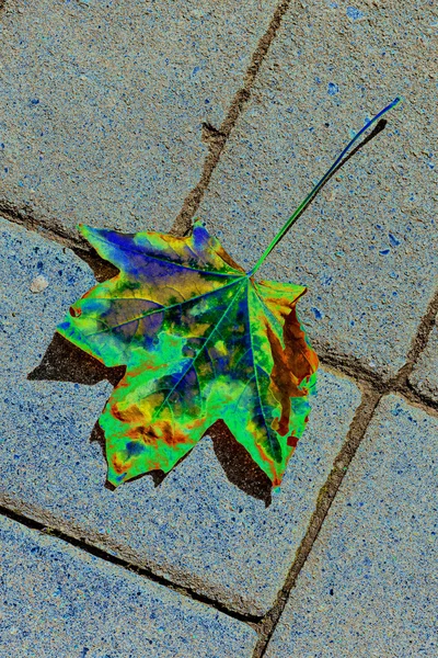 Herbstlich bemaltes Blatt auf einer Straße — Stockfoto