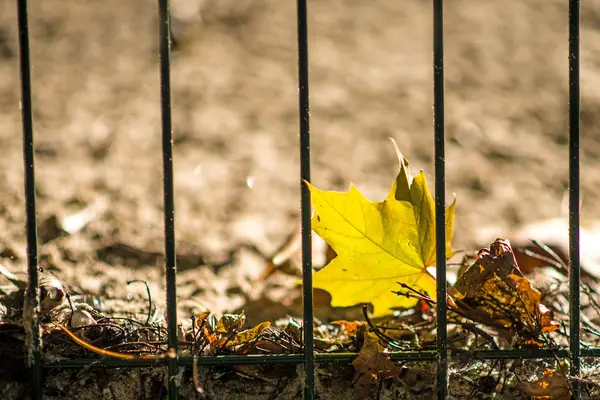 Bir çitin arkasında sonbahar boyalı akçaağaç yaprağı — Stok fotoğraf