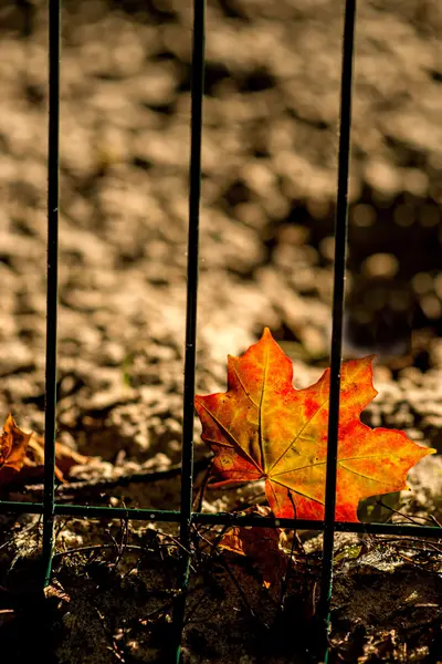 Bir çitin arkasında sonbahar boyalı akçaağaç yaprağı — Stok fotoğraf