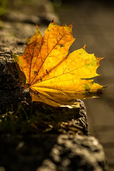 Autumnal painted leaf in back lighting — Stock Photo, Image