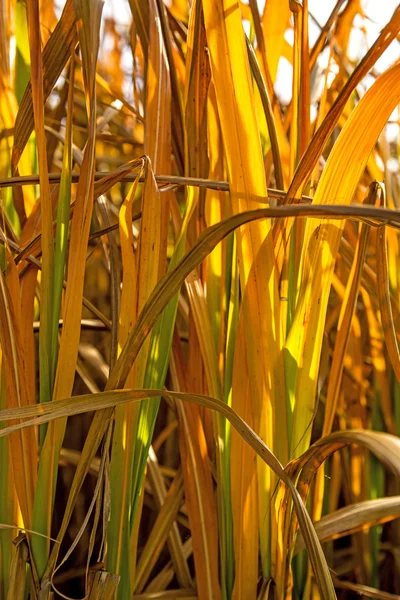 Mudar o cultivo de grama — Fotografia de Stock