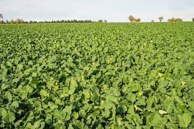 Petrol turp, yeşil gübre