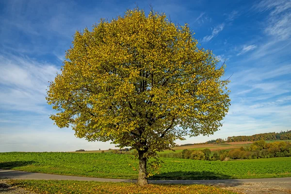 Lípa na podzim — Stock fotografie