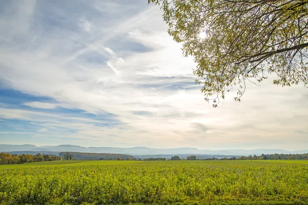 Bees pasture field — Stock Photo, Image