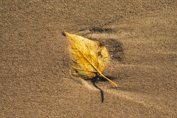 autumnal painted leaf on a beach