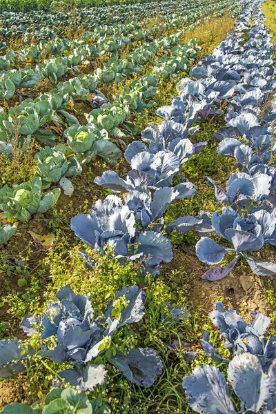 Odling av blå och vita grönkål — Stockfoto