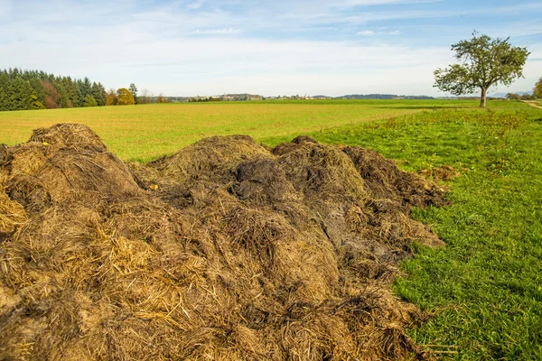 Bees pasture field — Stock Photo, Image