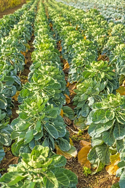 Cultivation of Brussel sprouts — Stock Photo, Image