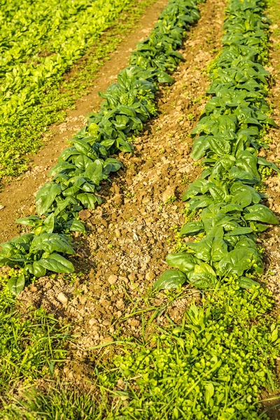 Cultivo de espinacas — Foto de Stock