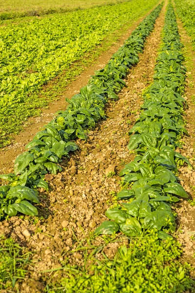 Cultivation of spinach — Stock Photo, Image