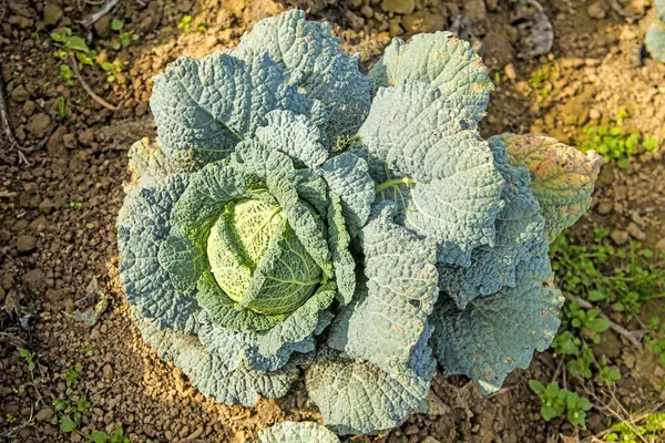 萨沃伊白菜的种植 — 图库照片