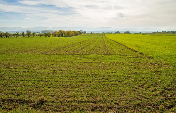 Wheat with a panoramic view to the Swabian Mountains Stock Image