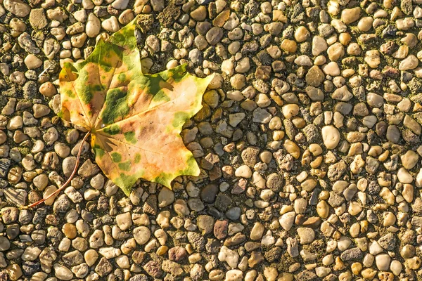 Höstlig målade blad i kvällssolen — Stockfoto