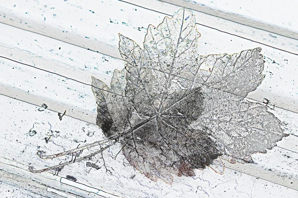 Φθινοπωρινό φύλλο σε ένα παγκάκι — Φωτογραφία Αρχείου