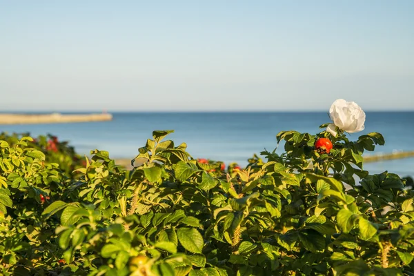 Rosa de playa en el Mar Báltico — Foto de Stock