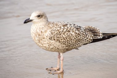 Baltık Denizi'nin bir plajda ringa martı