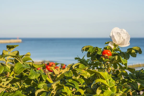 Rosa de playa en el Mar Báltico — Foto de Stock