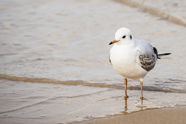 Gaivota de cabeça preta numa praia do Mar Báltico — Fotografia de Stock